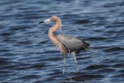 Merritt Island NWR<br/>Florida