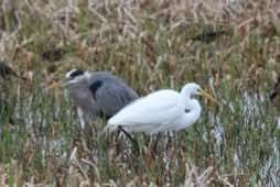 Viera Wetlands<br/>Florida