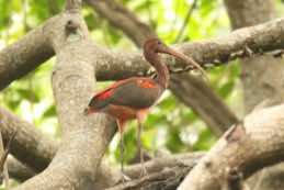 Caroni Swamp<br/>Trinidad