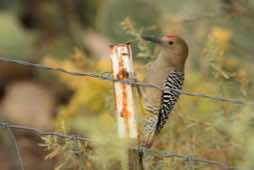 Sweetwater Wetlands<br/>Tucson, Arizona