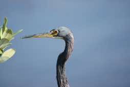 South Padre Island<br/>Texas