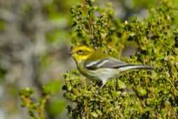 Elkhorn Slough Nat'l Reserve<br/>Monterey County, California