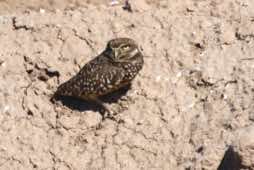 Salton Sea<br/>Imperial Valley, Calif.