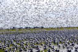 Salton Sea Area<br/>California