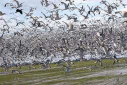 Salton Sea Area<br/>California