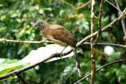 Canopy Lodge<br/>El Valle, Panama