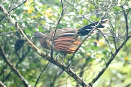 Canopy Lodge<br/>El Valle, Panama