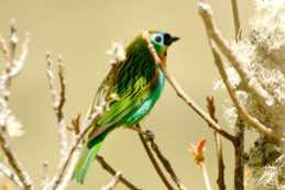 Itatiaia National Park<br/>Brazil