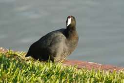 Lake Morton<br/>Lakeland, Florida