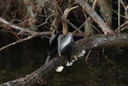 Circle B Bar Reserve<br/>near Lakeland, Florida