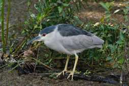 Six Mile Cypress Slough Preserve<br/>Florida