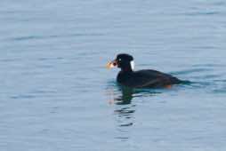 Moss Landing<br/>California