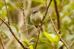 Papallacta Pass<br/>Ecuador