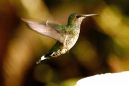 Wildsumaco Lodge<br/>Ecuador