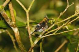 Wildsumaco Lodge<br/>Ecuador