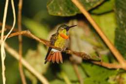 Wildsumaco Lodge<br/>Ecuador