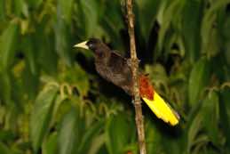 Asa Wright Nature Centre<br/>Trinidad