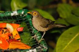 Asa Wright Nature Centre<br/>Trinidad