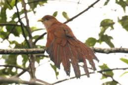 Wildsumaco Lodge<br/>Ecuador