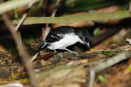 Asa Wright Nature Centre<br/>Trinidad