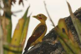 Sacha Lodge<br/>Ecuador