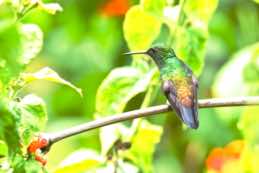 Yerette Hummingbird House<br/>Trinidad