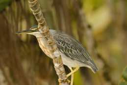 Sacha Lodge<br/>Ecuador