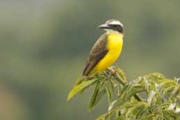 Yasuni National Park<br/>Ecuador