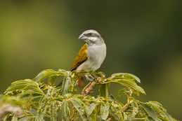 Yasuni National Park<br/>Ecuador