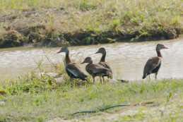 Nariva Swamp<br/>Trinidad