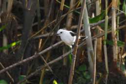 Nariva Swamp<br/>Trinidad