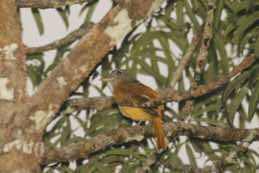 Sani Lodge<br/>Ecuador