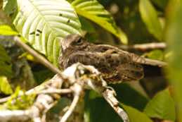 Sani Lodge<br/>Ecuador