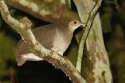 Sani Lodge<br/>Ecuador