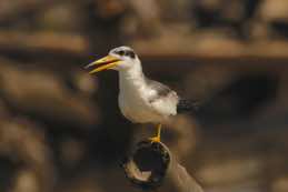 Napo River Island<br/>Near Sani Lodge<br/>Ecuador