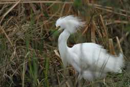 Viera Wetlands<br/>Florida